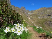 Laghi di Ponteranica dai Piani dell’Avaro con splendide fioriture – 1giu26  - FOTOGALLERY